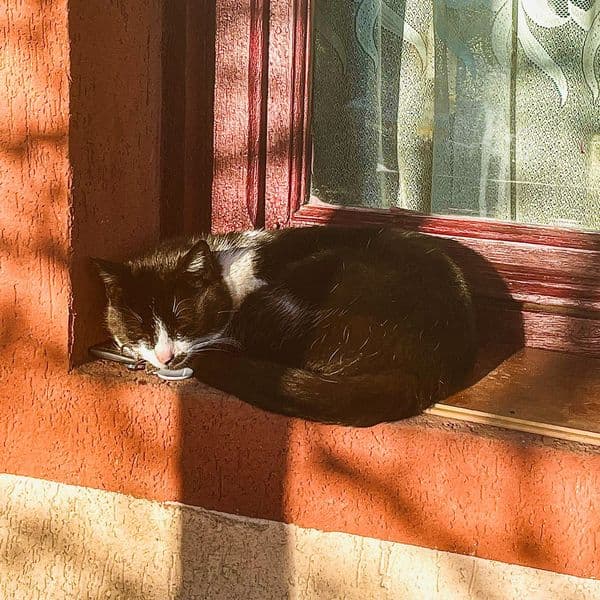A cat asleep on a sunlit windowsill
