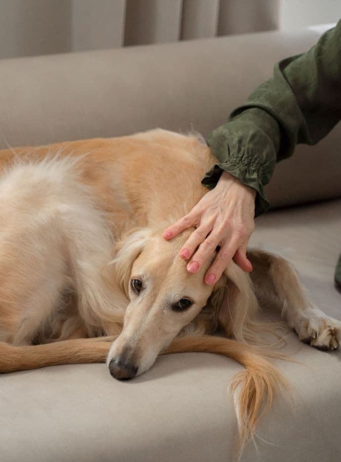 A sighthound curled up on a sofa while its owner strokes its head