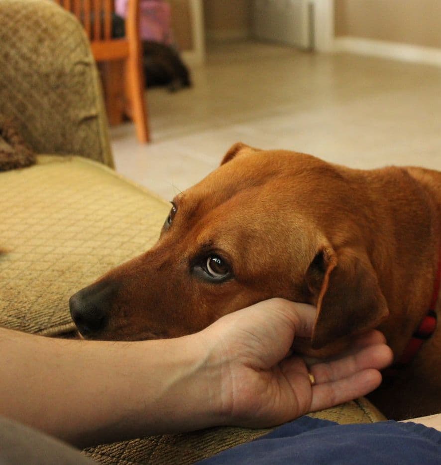 A senior dog resting its head in its owner’s hand at home